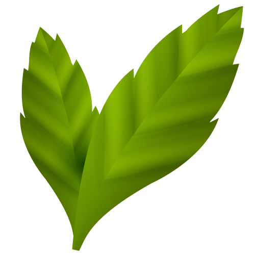 Leaf